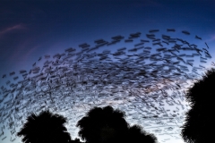 Halfdome-of-starlings-copy-2