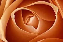 Orange-Rose-bud-5-23-copy