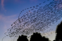 Starling-highway-1-4-25-copy-2